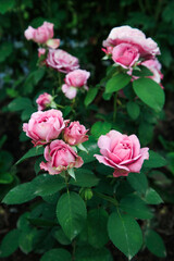 Pink rose flower var. Floribunda Rose blooms. Medium sized flowers in clusters. Hybrid tea roses in garden. Floribunda rose, tea rose, bush