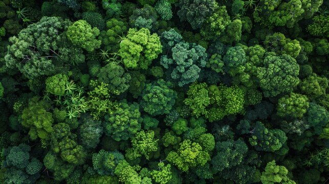 Forest Protection Laws: Advocating for enhanced legal protections against illegal logging and deforestation to preserve forests and ensure ecological sustainability.
- Powered by Adobe