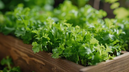 Community Gardens: Supporting urban farming projects that encourage local food production, create green spaces, and foster community engagement and sustainability.
