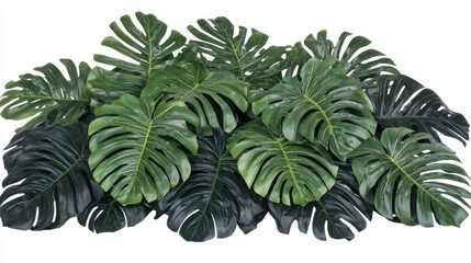 Obraz premium Lush Green Monstera Deliciosa Leaves Arrangement
