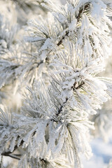 Frosted pine branches, covered snow in sunlight, creating serene winter atmosphere.
