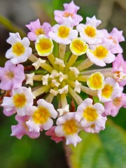 pink and white flowers known as Lantana camara or West Indian lantana 