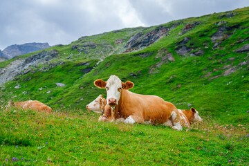 Naklejka premium A tranquil scene of cows grazing on a lush green pasture in the Swiss Alps. The majestic mountains in the background add to the beauty of this picturesque landscape.