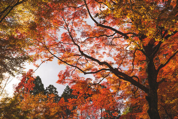 Colorful maple leaves illuminated by sunlight, a typical Japanese autumnal scene.	