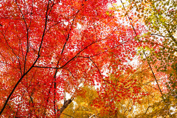 Sky full of maple leaves, sunshine, Japanese autumn