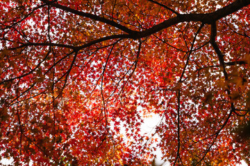 Sky full of maple leaves, sunshine, Japanese autumn