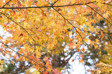 Japanese maple leaf, Autumn landscape	
