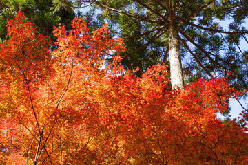 Sky full of maple leaves, sunshine, Japanese autumn