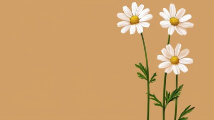 Naklejka premium Vibrant White Daisy Flowers Blossoming in Natural Garden Meadow