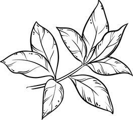 Tea Plant with Leaves Outline Illustration.