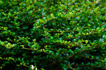 The ground, trees in the garden, raindrops falling