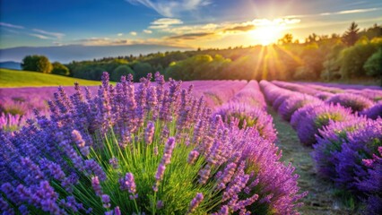 Fototapeta premium Freshly harvested lavender fields with tall purple flowers and green foliage in a sunny meadow , herb, lavender