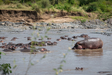 The common hippopotamus (Hippopotamus amphibius) is a large, artiodactyl, primarily herbivorous...