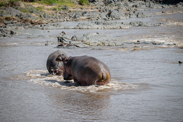 The common hippopotamus (Hippopotamus amphibius) is a large, artiodactyl, primarily herbivorous...