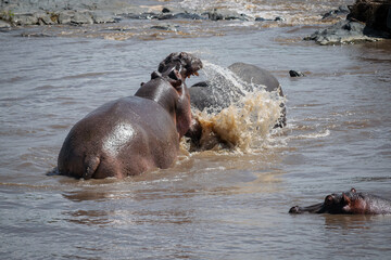 The common hippopotamus (Hippopotamus amphibius) is a large, artiodactyl, primarily herbivorous...