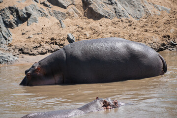The common hippopotamus (Hippopotamus amphibius) is a large, artiodactyl, primarily herbivorous...