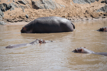 The common hippopotamus (Hippopotamus amphibius) is a large, artiodactyl, primarily herbivorous...