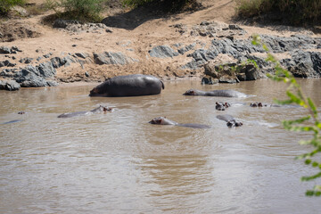 The common hippopotamus (Hippopotamus amphibius) is a large, artiodactyl, primarily herbivorous...