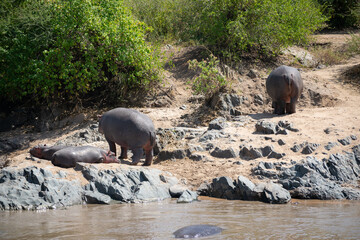 The common hippopotamus (Hippopotamus amphibius) is a large, artiodactyl, primarily herbivorous...