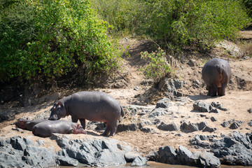 The common hippopotamus (Hippopotamus amphibius) is a large, artiodactyl, primarily herbivorous...