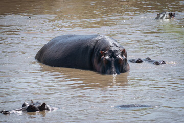 The common hippopotamus (Hippopotamus amphibius) is a large, artiodactyl, primarily herbivorous...