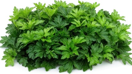 Obraz premium Vibrant Green Mugwort Leaves: A Close-Up View of Fresh Herbs