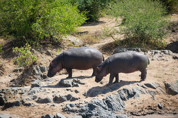 The common hippopotamus (Hippopotamus amphibius) is a large, artiodactyl, primarily herbivorous mammal that lives in Africa.