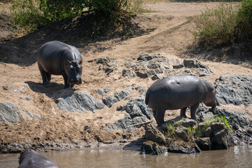The common hippopotamus (Hippopotamus amphibius) is a large, artiodactyl, primarily herbivorous...