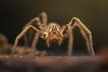Detailed close-up portrait of a Nursery web spider, Pisaura mirabilis. Garden spider.  Spider in natural environment.  Belgium forest.