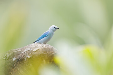 Obraz premium Blue-gray tanager (Thraupis episcopus), Tortugeuro, Costa Rica
