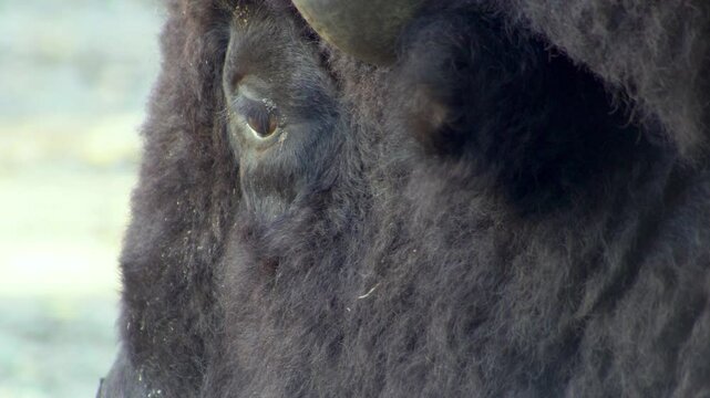 Head and eye in profile of a ruminant. Bison chewing. Buffalo bull mammal brown fur animal close up