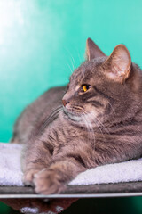 A cat is comfortably laying on a towel while looking directly at the camera