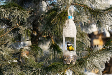 Bird feeder from plastic bottle hanging on pine tree branch, with a great tit enjoying seeds.