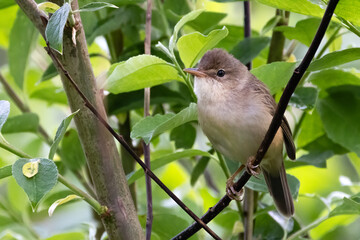 Marsh Warbler