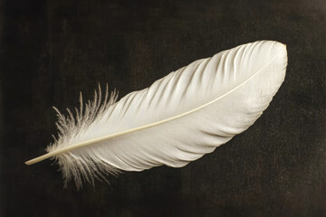Fototapeta premium White feather against dark background highlights intricate detail and texture.