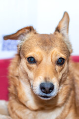 A brown dog is laying in a red bowl, looking at the camera