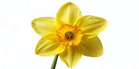 Fototapeta premium Daffodil Spring Bloom - Vibrant Yellow Flower