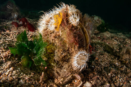 Cylista elegans and Pinna nobilis