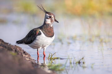 Lapwing (Vanellus vanellus) adult in breeding plumage, Kalmthout, Belgium