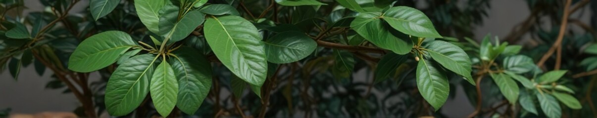 Avocado leaves and stems on a plant with green foliage, leafy greens, healthy