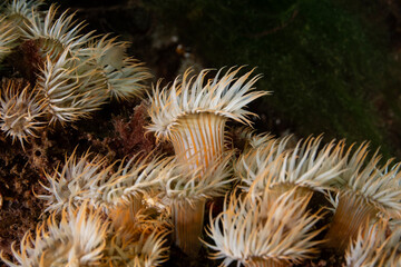 Sagartia elegans, the elegant anemone, is a species of sea anemone in the family Sagartiidae. © Murat
