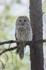 Ural owl (Strix uralensis) perched in tree, ängerån, Sweden