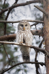 Portrait of an ural owl (Strix uralensis) perched in tree, ängerån, Sweden