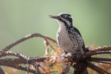 Close-up portrait of a three-toed woodpecker (Picoides tridactylus), Mora, Sweden