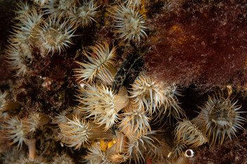 Sagartia elegans, the elegant anemone, is a species of sea anemone in the family Sagartiidae. © Murat