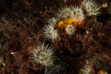 Sagartia elegans, the elegant anemone, is a species of sea anemone in the family Sagartiidae. © Murat