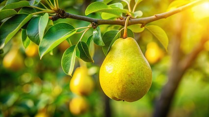 Golden Pear on Branch, Sunny Day, Nature Photography