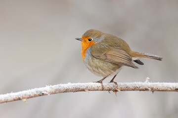 Portrait of an European Robin (Erithacus rubecula) on a perch, Heidebos, Belgium