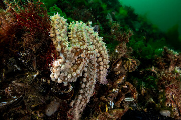 Marthasterias is a genus of starfish in the family Asteriidae.