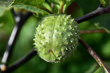 shrub-like annual perennial(Datura metel)plant,island Corfu Greece